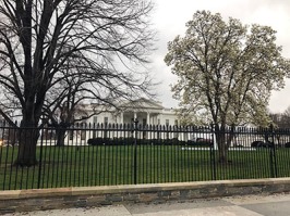 The White House tree bloom